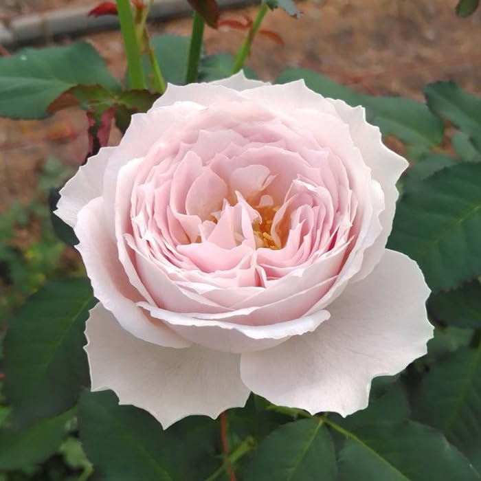 Amazon.co.jp: 予約販売 バラ苗 バラ新苗 トイプー 契約品種 薔薇 ばら